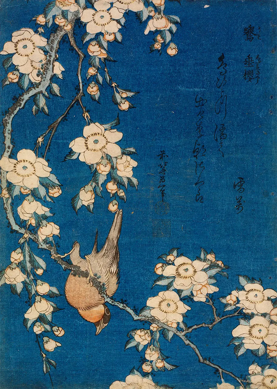 鶯　垂桜