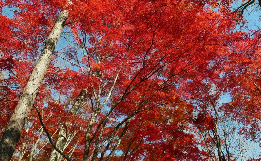 旧中山道