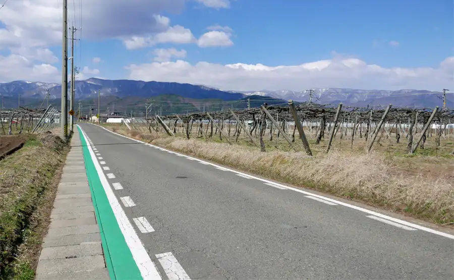 塩尻ブドウ畑