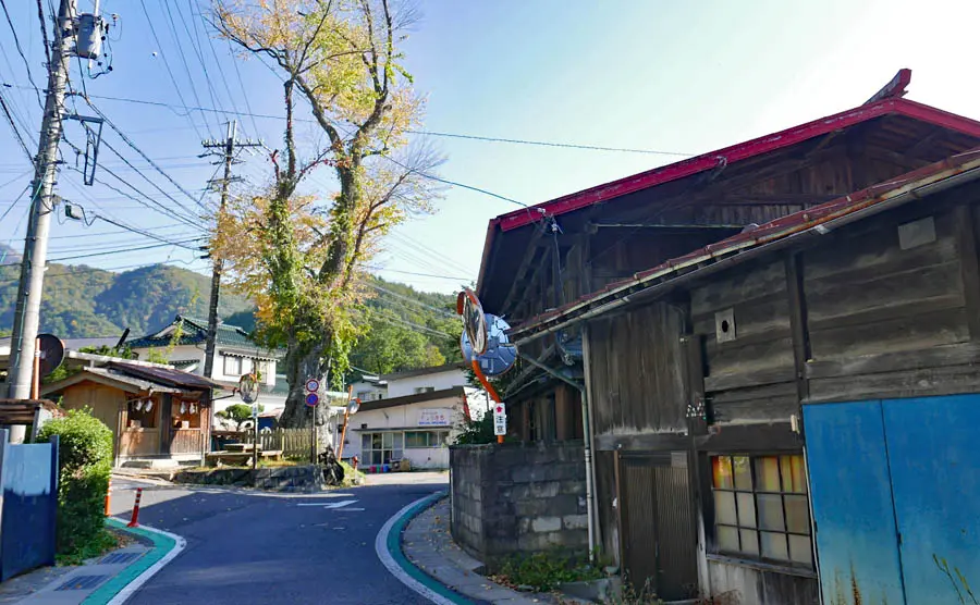 桂の大樹