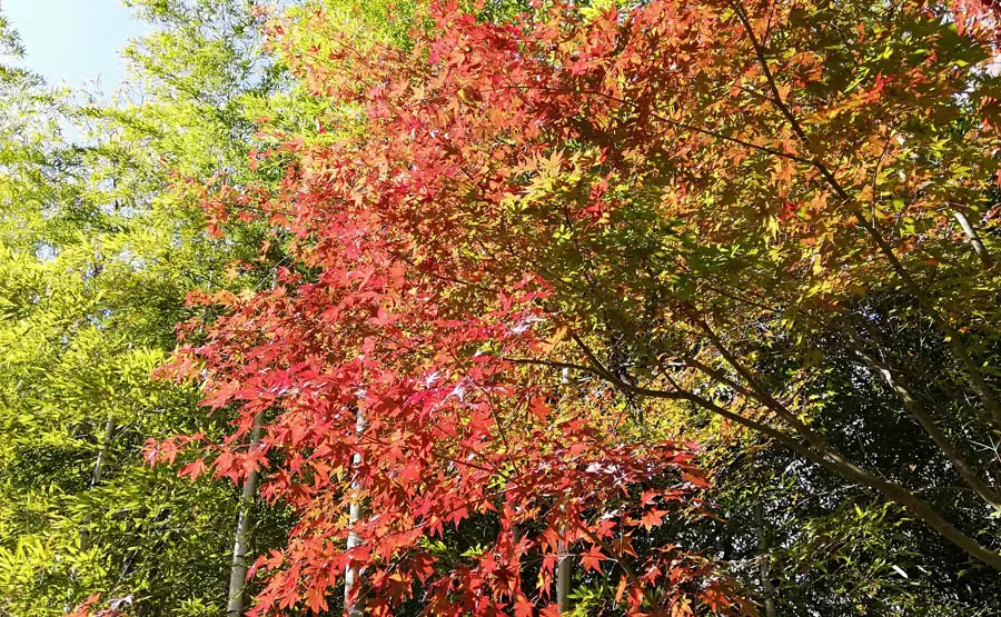 街道の紅葉