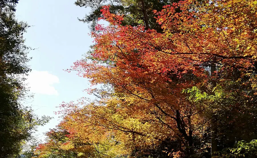 木曽路の紅葉