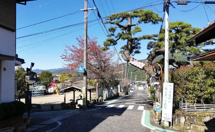 路上の松