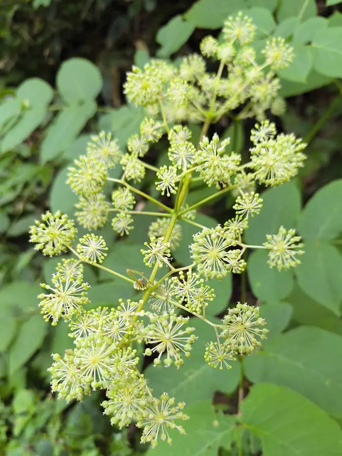 ウドの花