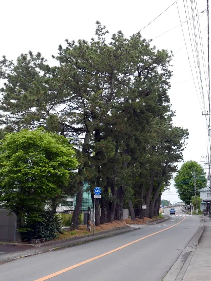 長沢松並木